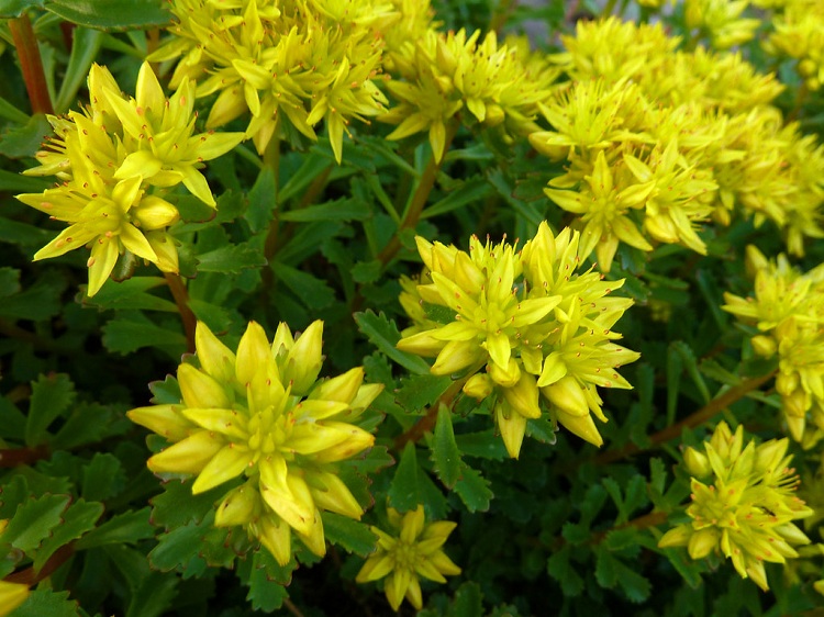 SEDUM KAMTSCHATICUM