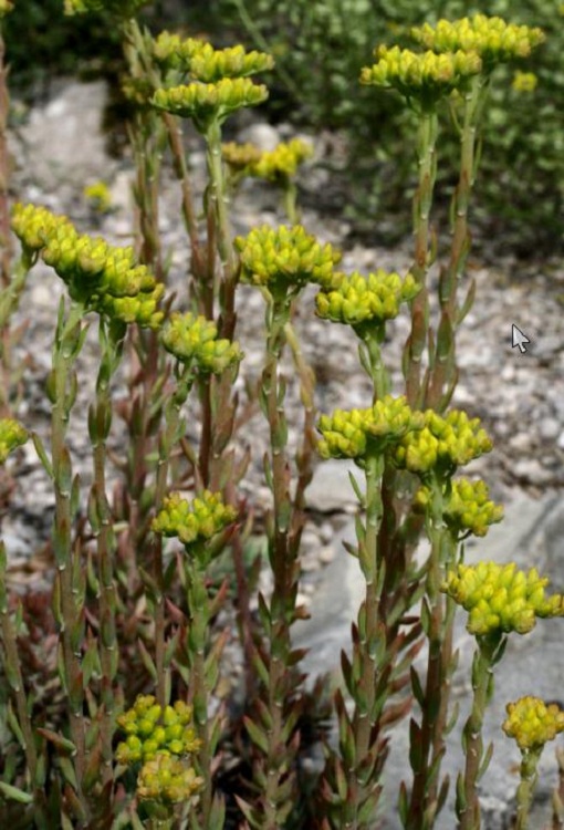 SEDUM MONTANUM