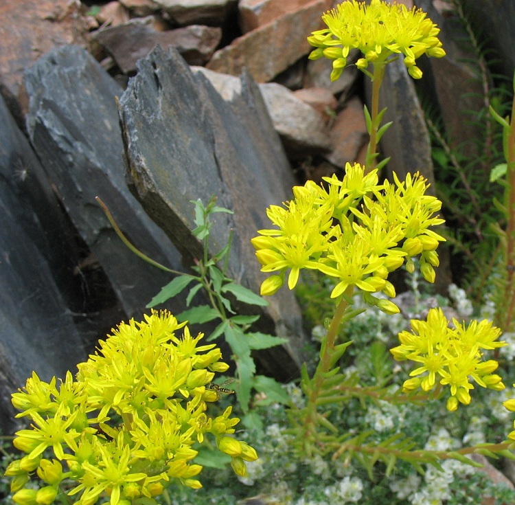 SEDUM MONTANUM