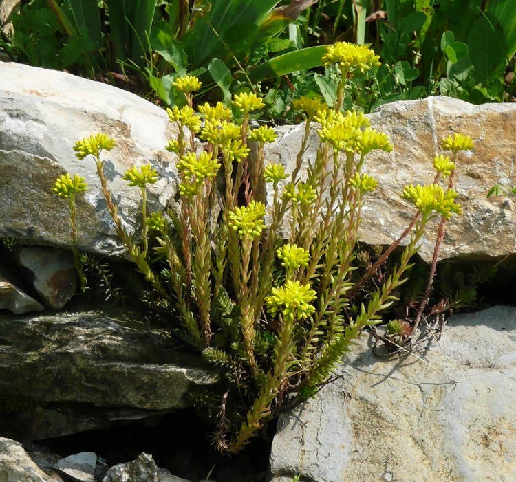 SEDUM REFLEXUM