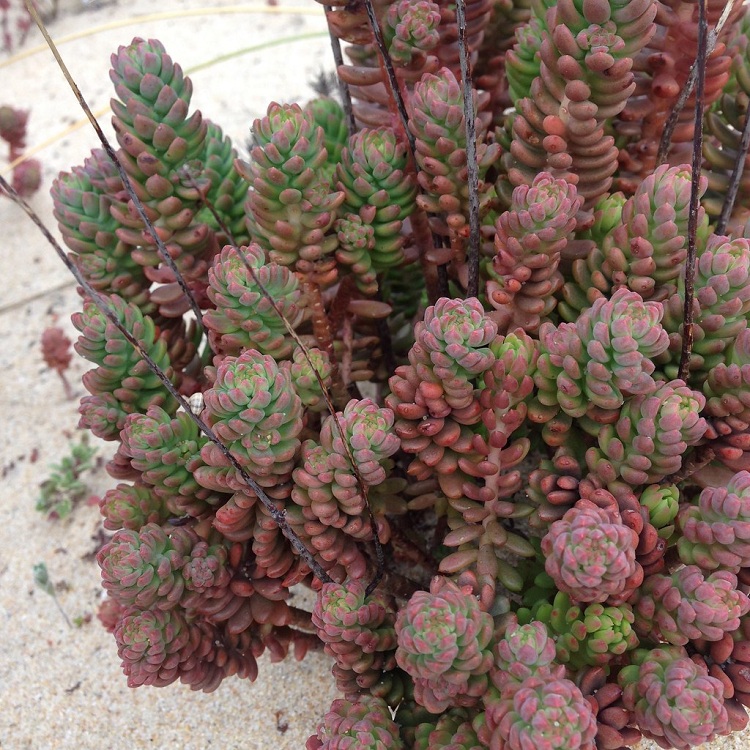SEDUM SEDIFORME