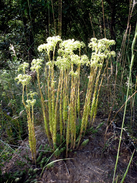SEDUM SEDIFORME
