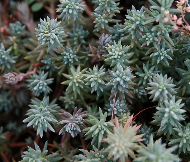 SEDUM SEDIFORME