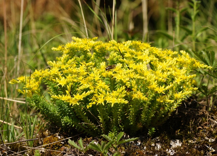 SEDUM SEXANGULARE