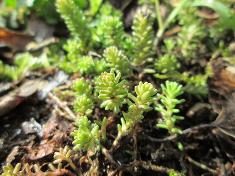 SEDUM SEXANGULARE
