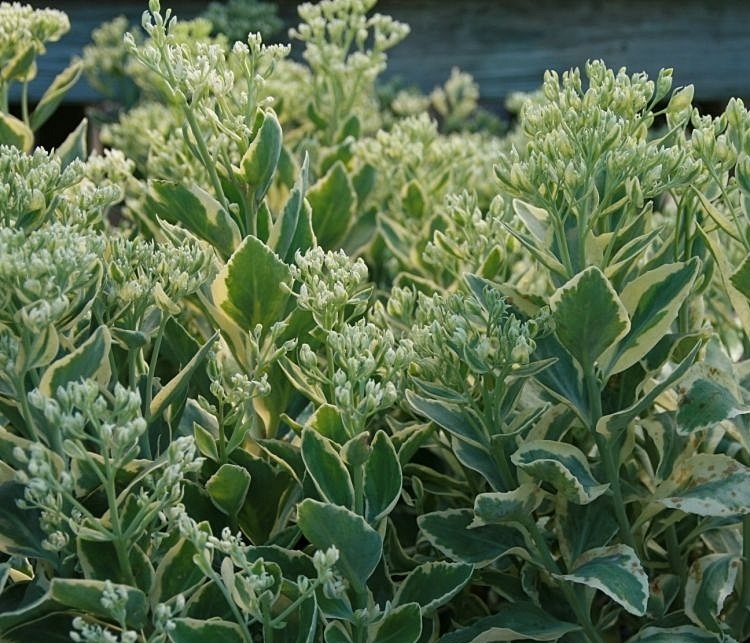 SEDUM SPECTABILE FROSTY MORN