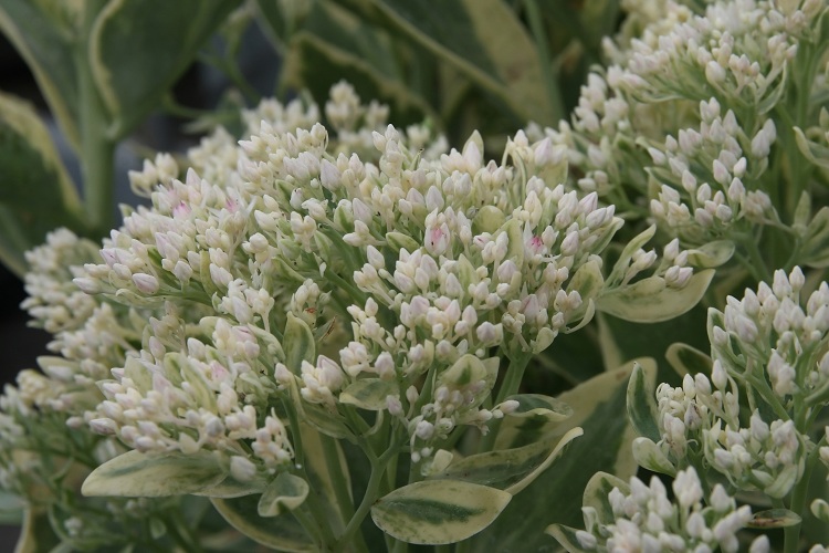 SEDUM SPECTABILE FROSTY MORN