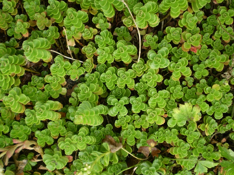 SEDUM SPURIUM ALBUM