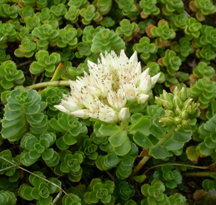 SEDUM SPURIUM ALBUM