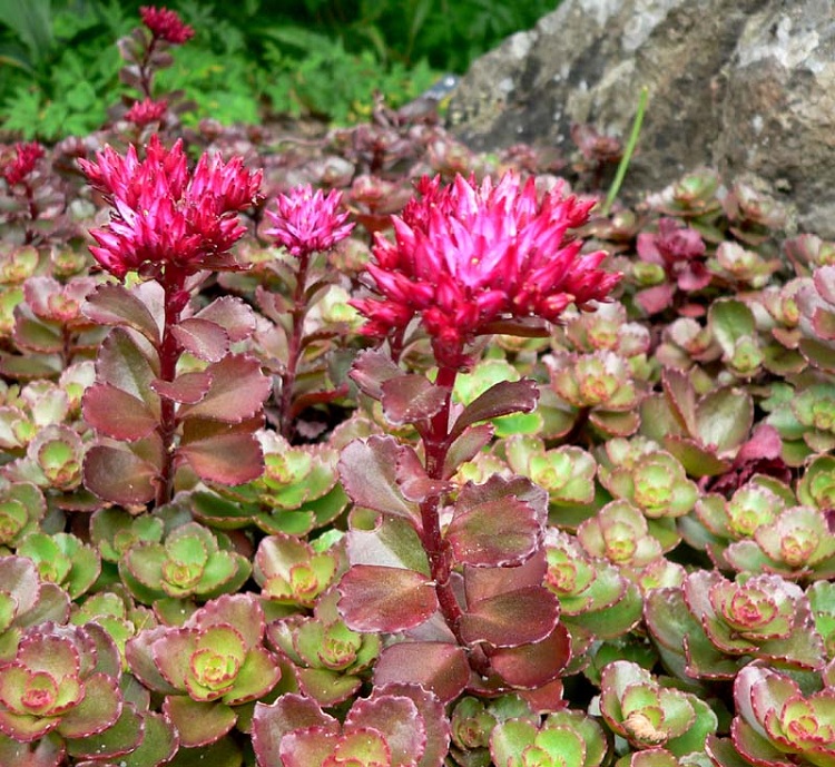 SEDUM SPURIUM COCCINEUM