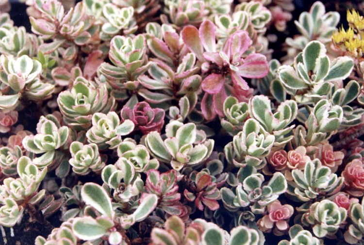 SEDUM SPURIUM TRICOLOR