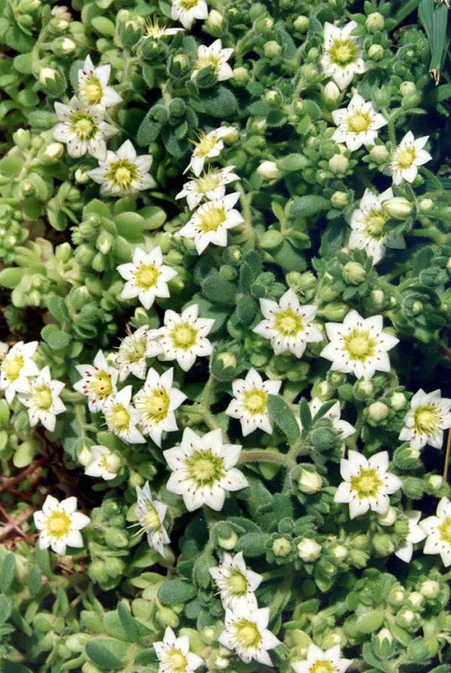 SEMPERVIVELLA ALBA