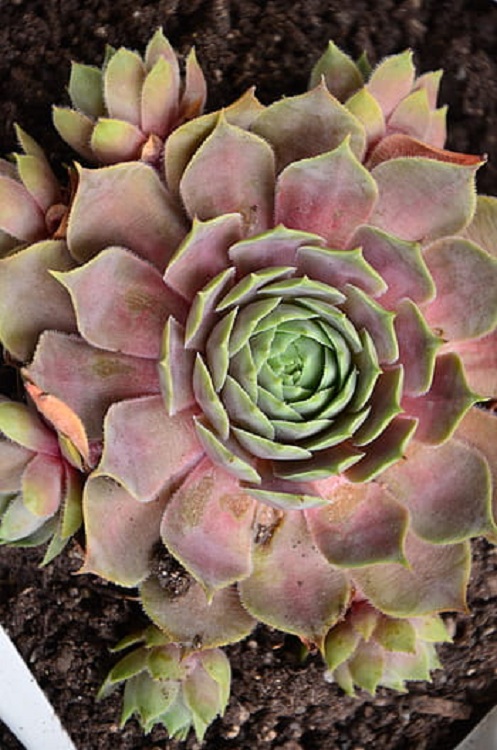 SEMPERVIVUM OLD ROSE
