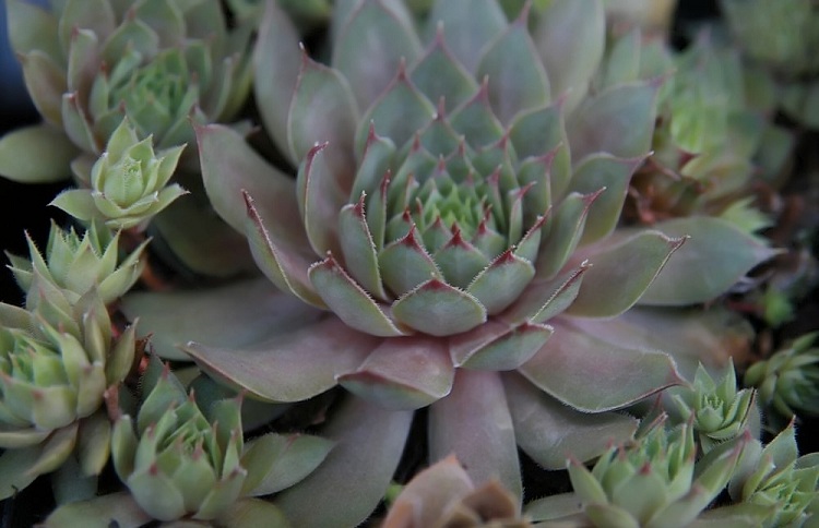 SEMPERVIVUM PALISANDER