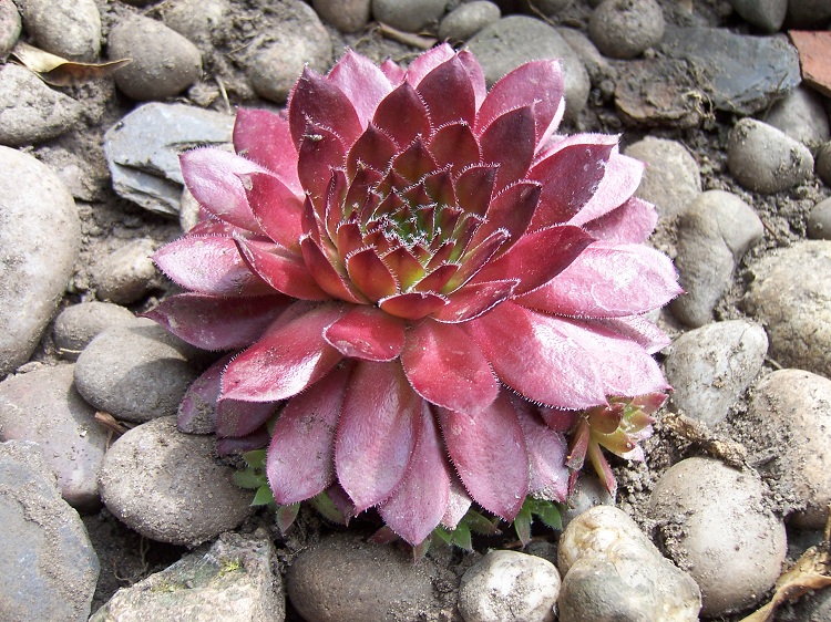 SEMPERVIVUM RUBIN