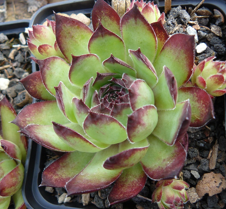 SEMPERVIVUM TURMALIN