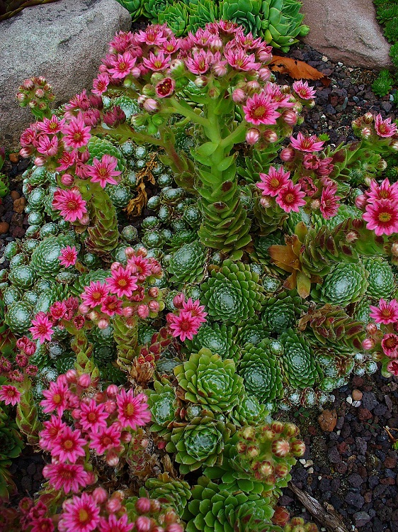 SEMPERVIVUM ARACHNOIDEUM