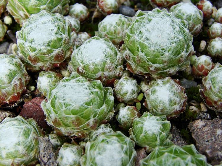 SEMPERVIVUM ARACHNOIDEUM