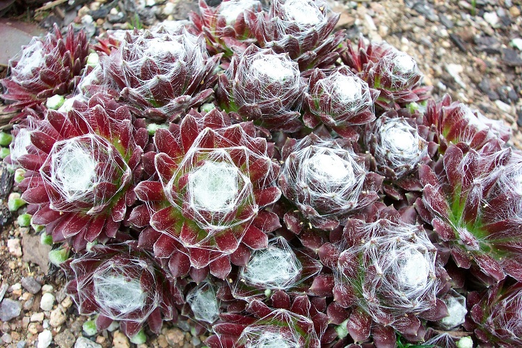 SEMPERVIVUM ARACHNOIDEUM