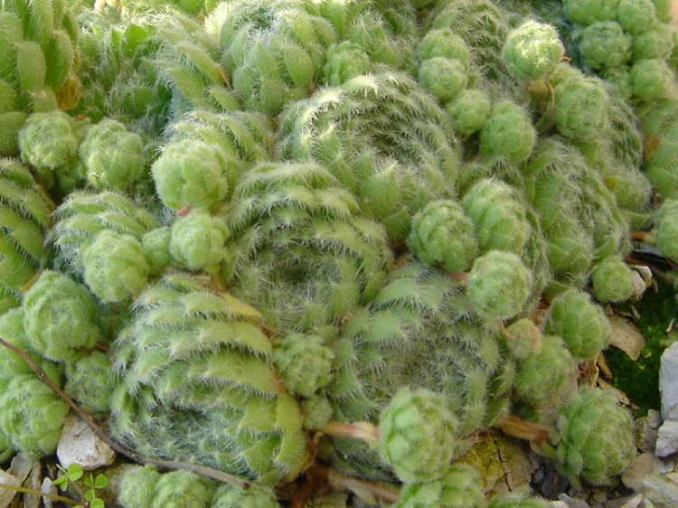 SEMPERVIVUM CILIOSUM BORISII