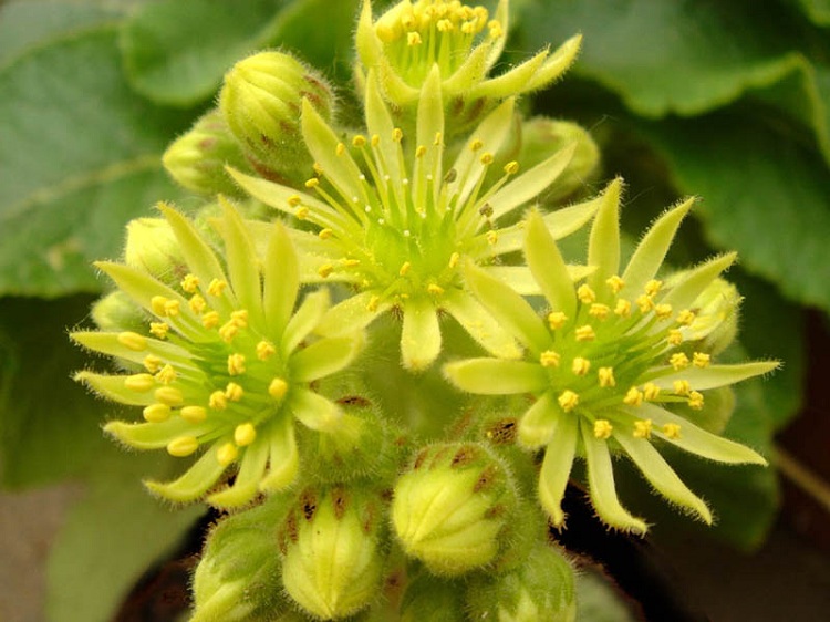 SEMPERVIVUM CILIOSUM BORISII