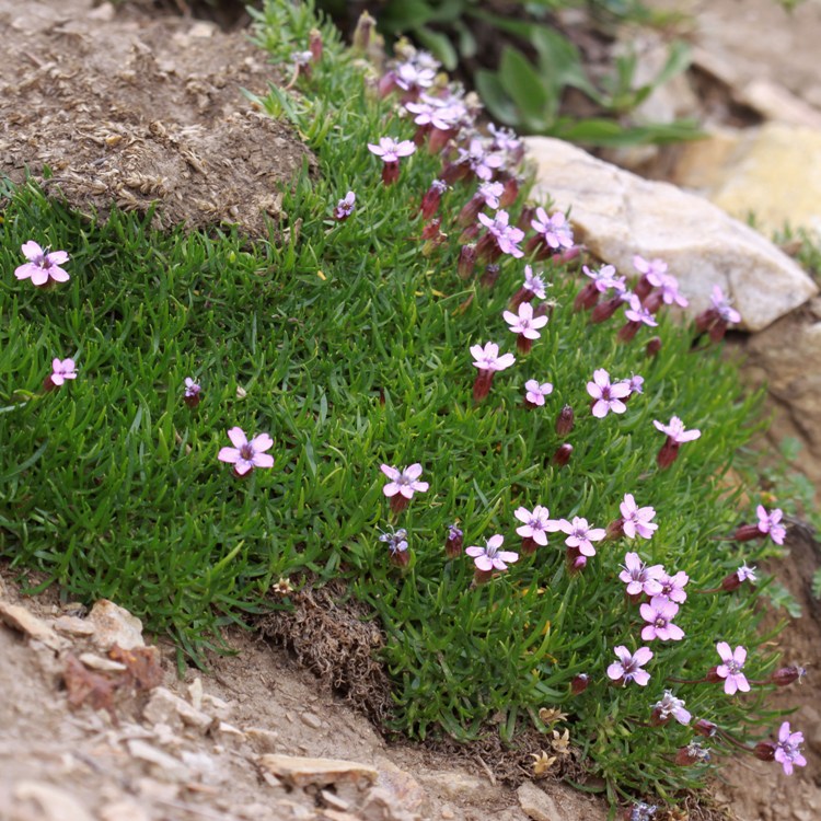 SILENE ACAULIS FLORIBUNDA