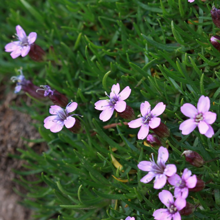 SILENE ACAULIS FLORIBUNDA