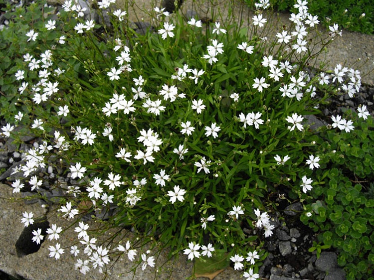 SILENE ALPESTRIS