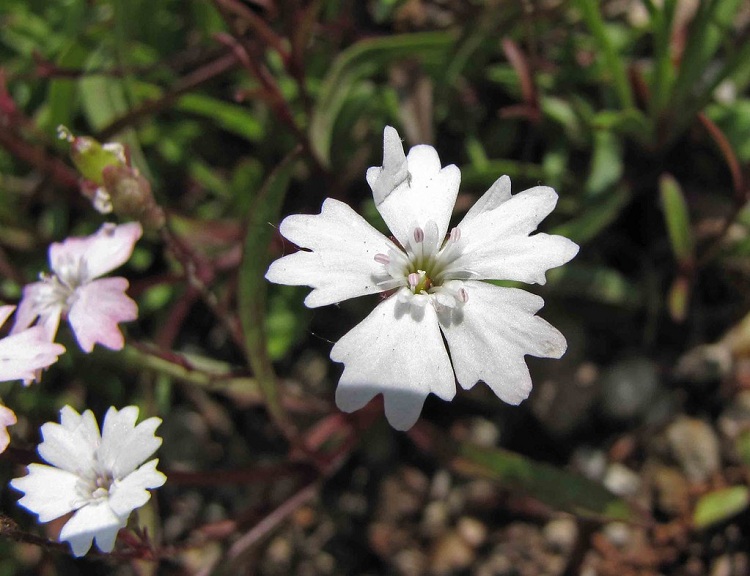 SILENE ALPESTRIS