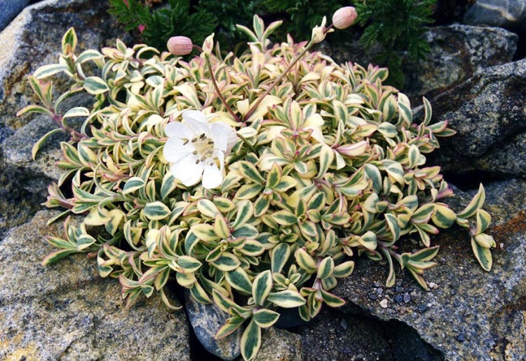SILENE X DRUETTS VARIEGATED