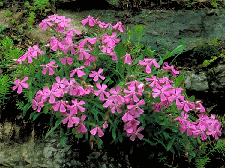 SILENE SCHAFTA SPLENDENS