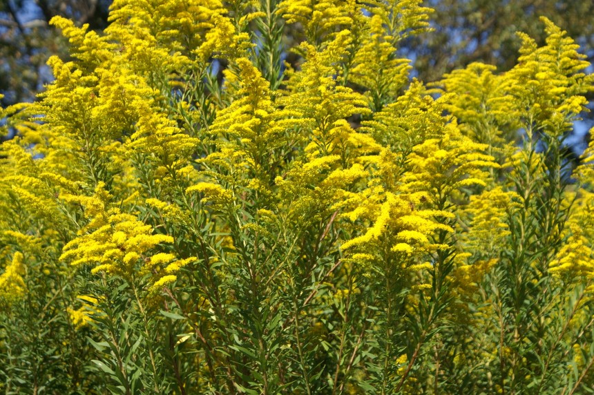 SOLIDAGO SEMPERVIRENS GOLDENE WELLEN