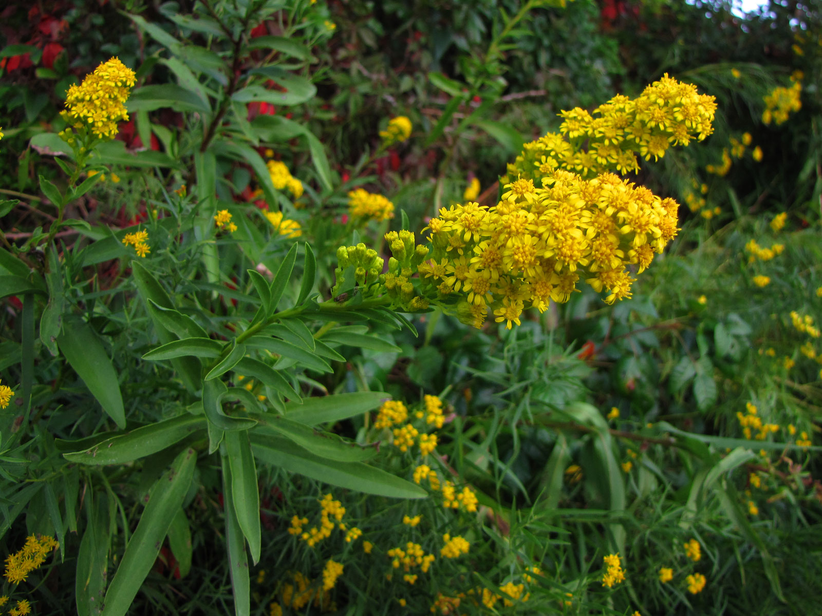 SOLIDAGO SEMPERVIRENS GOLDENE WELLEN