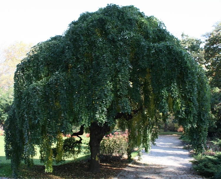 SOPHORA JAPONICA PENDULA