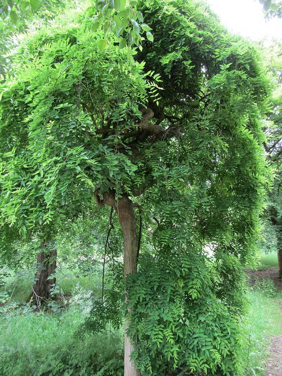 SOPHORA JAPONICA PENDULA