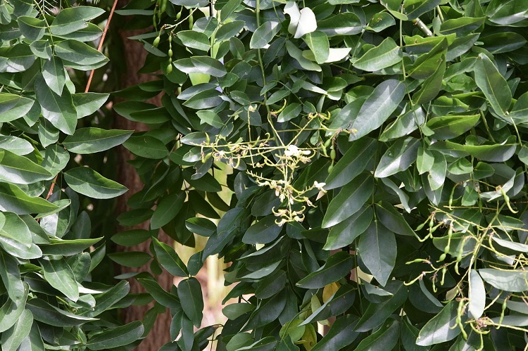 SOPHORA JAPONICA PENDULA