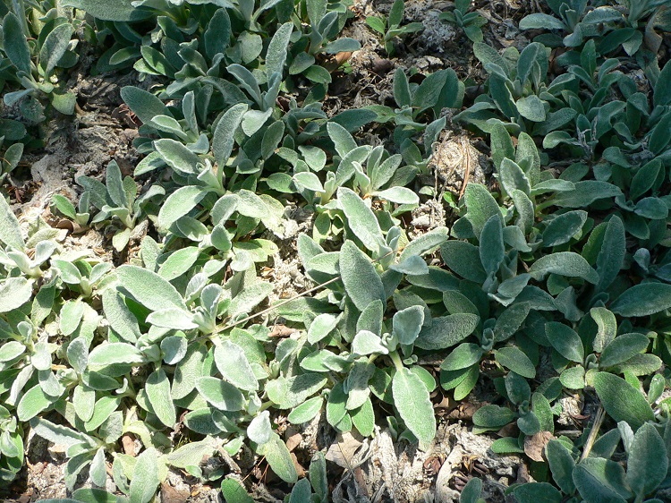 STACHYS BYZANTINA SILKY FLEECE