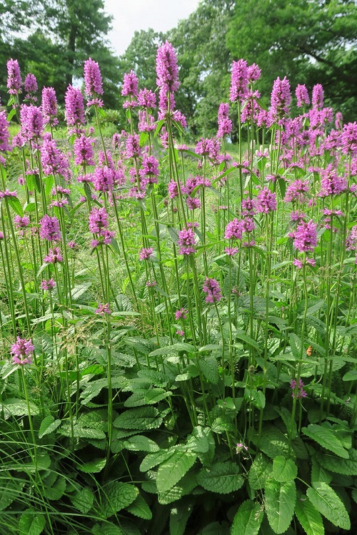 STACHYS MONIERI HUMMELO