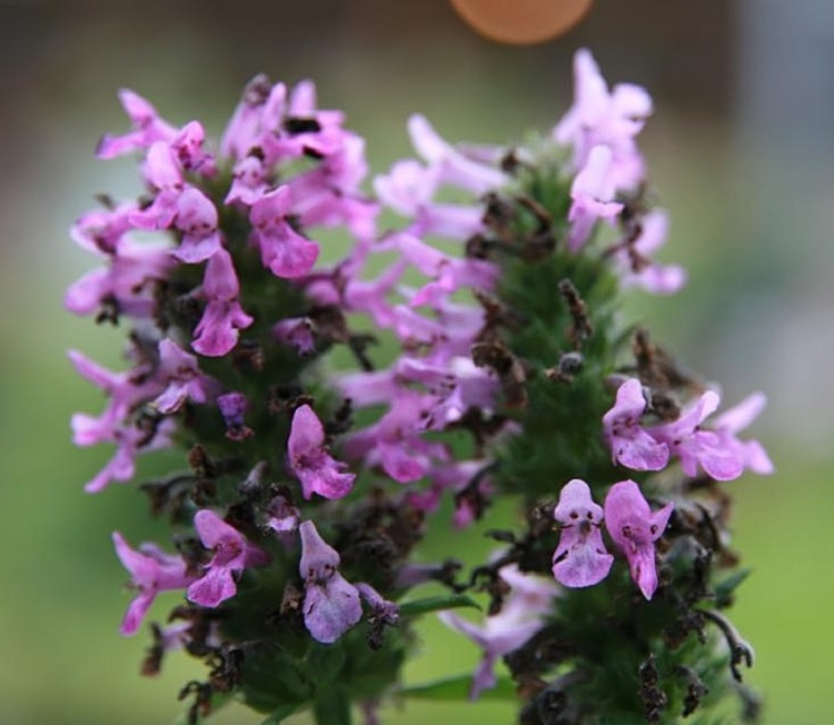 STACHYS MONIERI HUMMELO