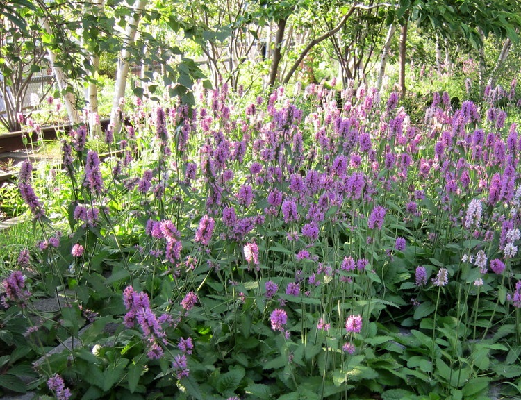 STACHYS MONIERI HUMMELO