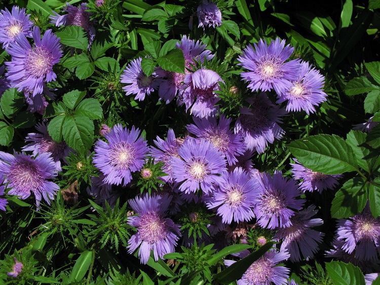 STOKESIA LAEVIS