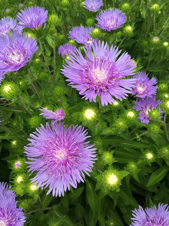 STOKESIA LAEVIS