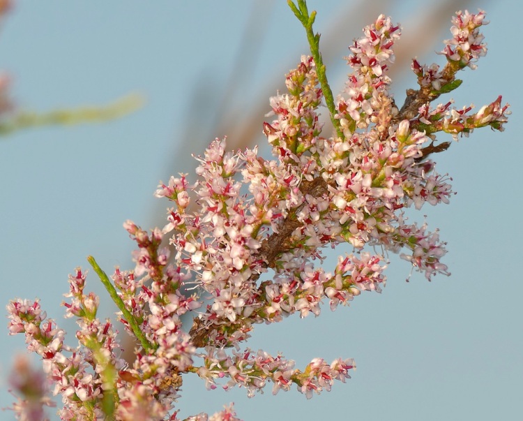 TAMARIX GALLICA