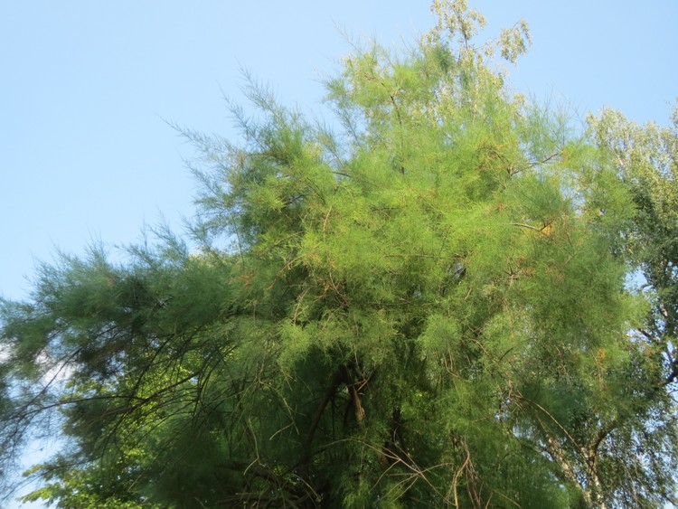 TAMARIX GALLICA