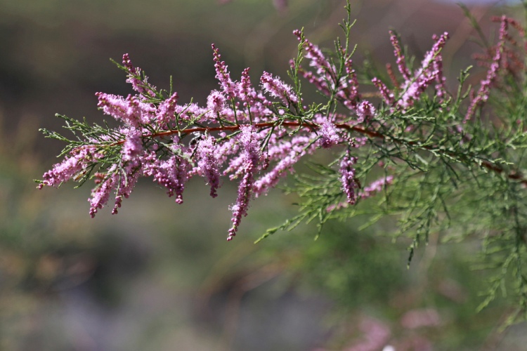 TAMARIX RAMOSISSIMA