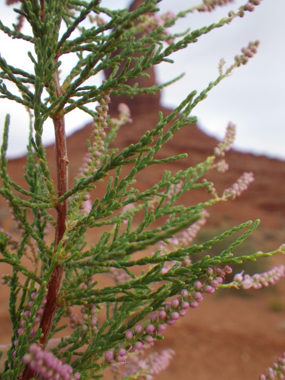 TAMARIX RAMOSISSIMA