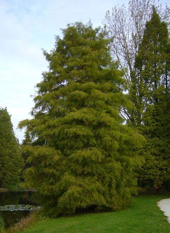 TAXODIUM DISTICHUM