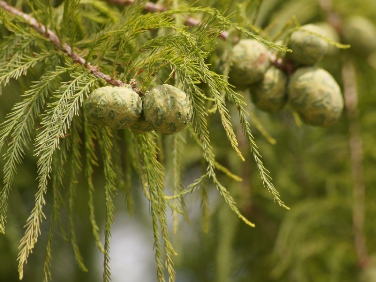 TAXODIUM DISTICHUM
