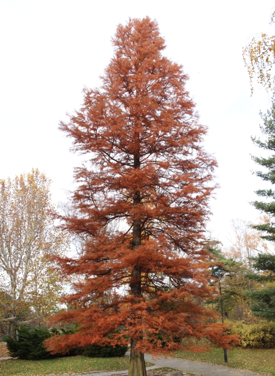 TAXODIUM DISTICHUM