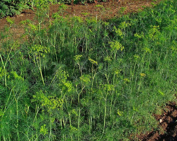 ANETO (ANETHUM GRAVEOLENS)